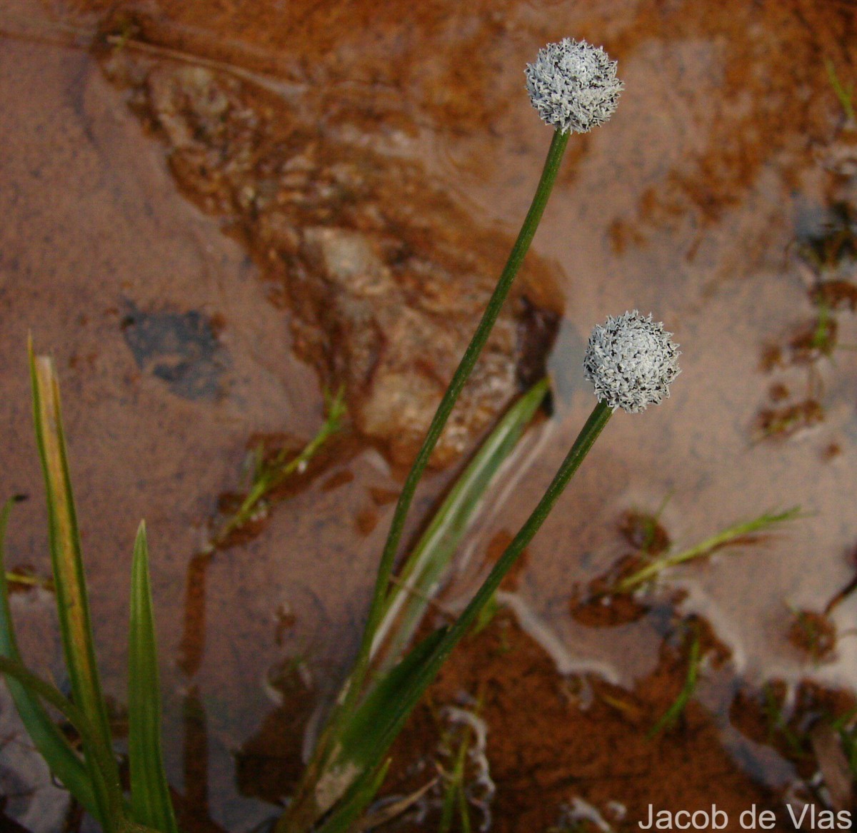 Eriocaulon ceylanicum Körn.